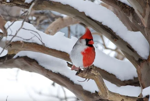  Este cardinal adoptó características de ambos sexos 